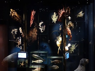 Sala Biodiversidad, Museo de Historia Natural de Valparaíso